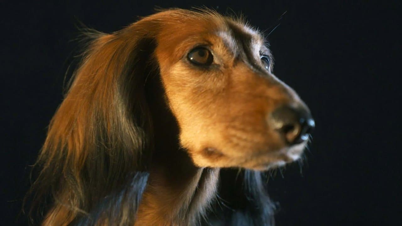 Der Dackel